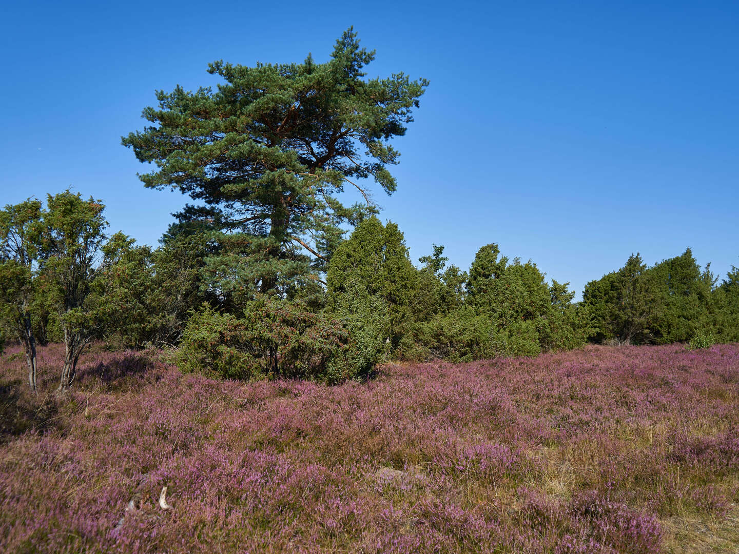 Ab auf`s Rad - Auf zwei Rädern durch die Lüneburger Heide 