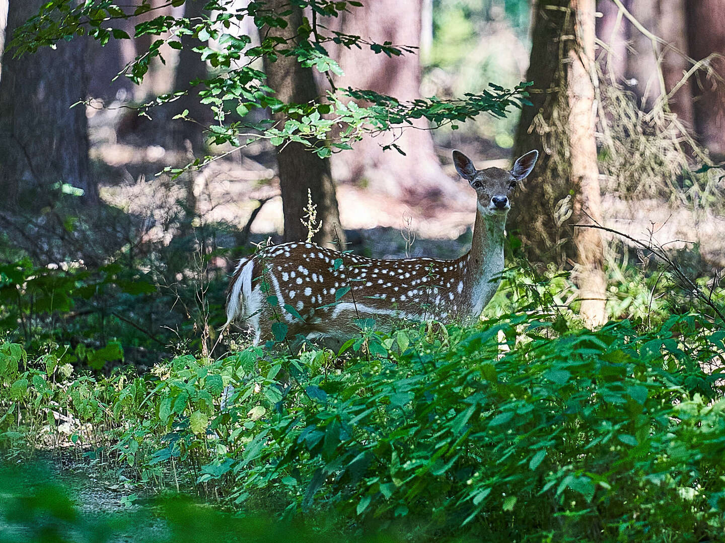 Ab auf`s Rad - Auf zwei Rädern durch die Lüneburger Heide 