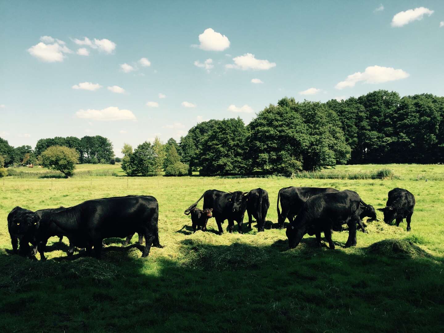 Heimat & Genuss in Walsrode inkl. Kutschfahrt & Biertasting