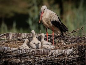  Wellness erleben - Entspannen mitten in der Natur