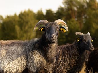 Genießer- Auszeit im Grünen in der Lüneburger Heide inkl. Abendessen