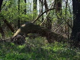 Kurzurlaub - den gönn ich mir an der Müritz I 3 Tage