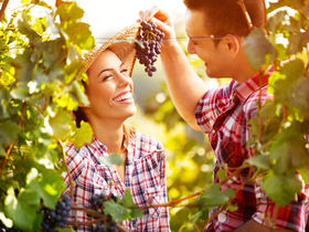 Pfälzer Winzergenuss 1 Nacht