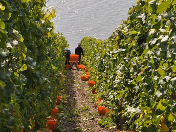 Gourmet-Auszeit im Tal der Loreley - 2 Tage am Rheinufer