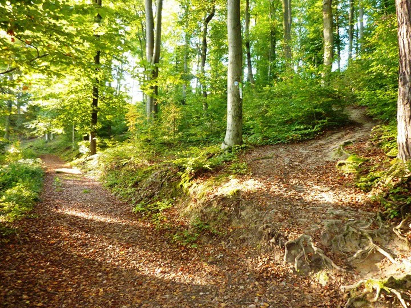 3 Tage - Rosen-Wellness für Zwei inkl. Whirlwannenbad