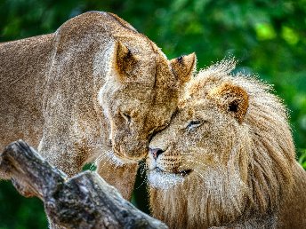 Safari mitten in Berlin - 2 Tage Zoo Erlebnis