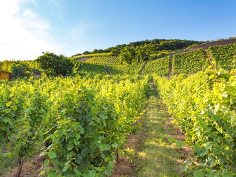 Schnuppertage an der Mosel