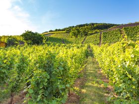 Stressfrei im Moseltal
