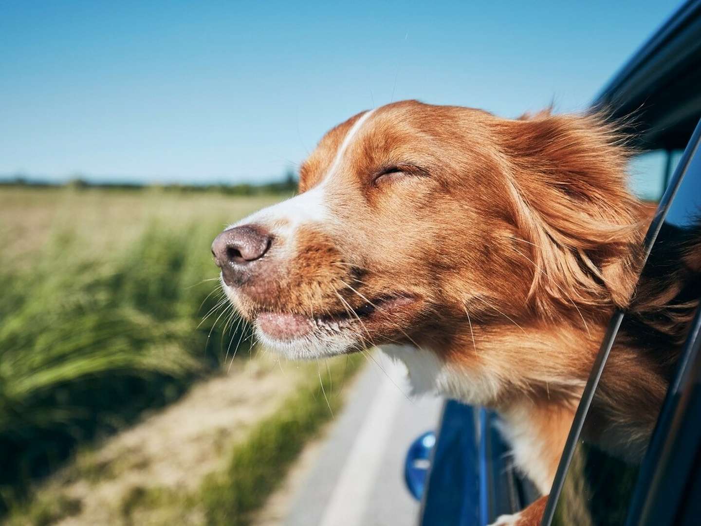 5 Tage - Urlaub auf vier Pfoten im Hessischen Bergland inkl. Halbpension.