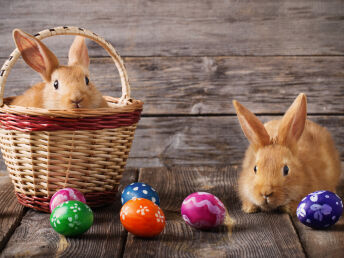 Ostern genießen im romantischen Celle inkl. Halbpension