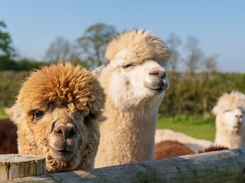 Familienurlaub im Ramada by Wyndham Dresden mit Zooerlebnis  / 4 Tage