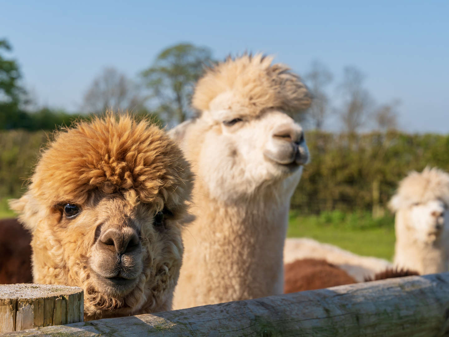 Familienurlaub im Ramada by Wyndham Dresden mit Zooerlebnis  / 4 Tage