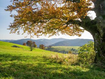 Wandern im Schwarzwald