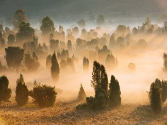 Heideschleifen Wandern- 6 Tage in der Lüneburger Heide  