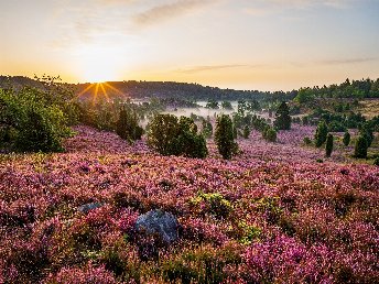 Heideschleifen Wandern- 6 Tage in der Lüneburger Heide  