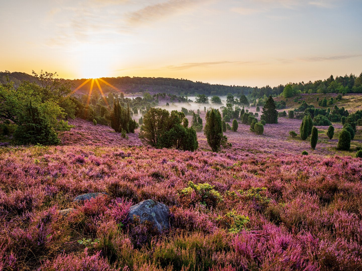 Heideschleifen Wandern- 6 Tage in der Lüneburger Heide  