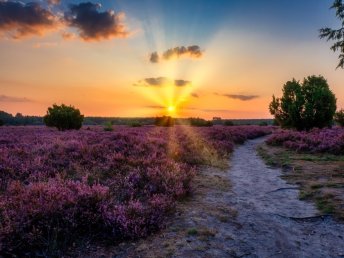 Heideschleifen Wandern- 6 Tage in der Lüneburger Heide  