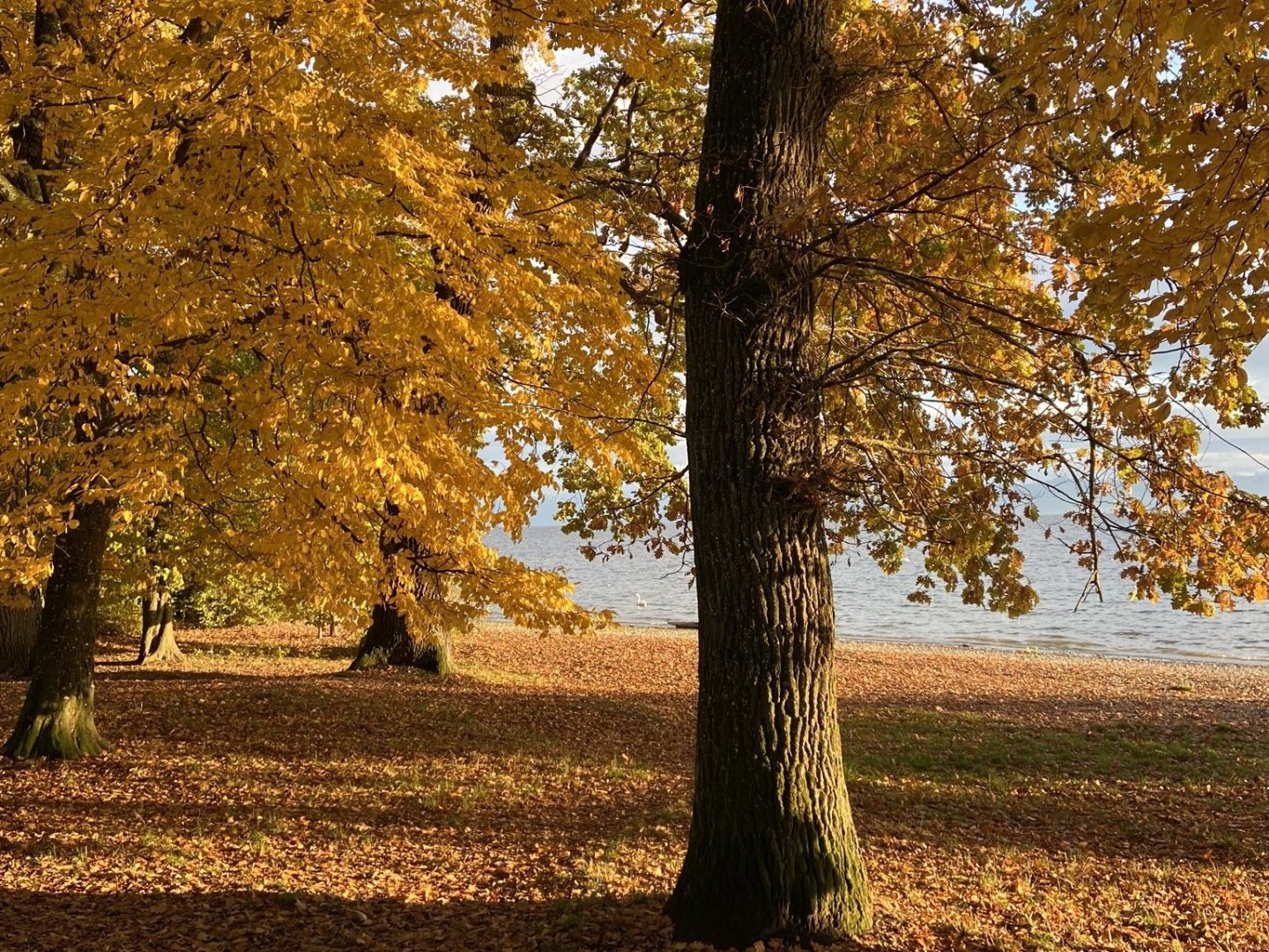 Genießer-Advent am Bodensee