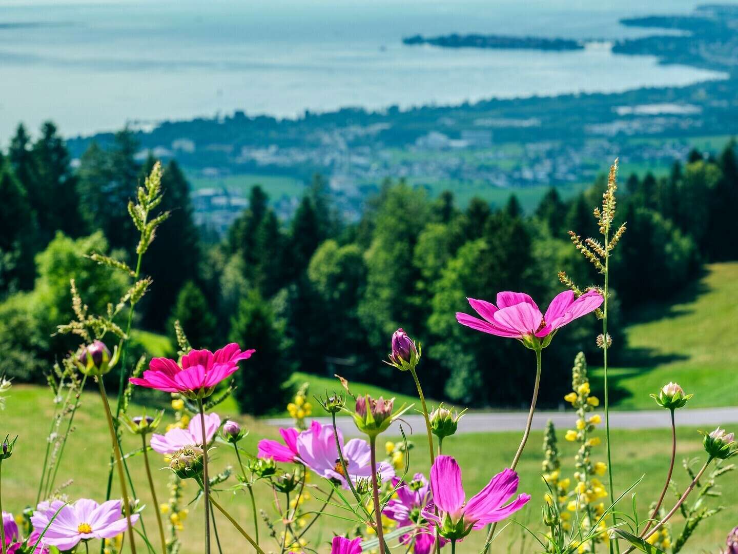 Pfingsten am Bodensee mit Schifffahrt & Insel Mainau 