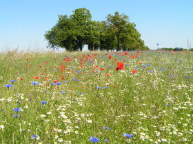 Einen Kurztripp nach Rügen 