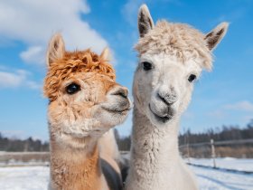 Exklusives Winter Special & Zoolichtzauber in Rostock