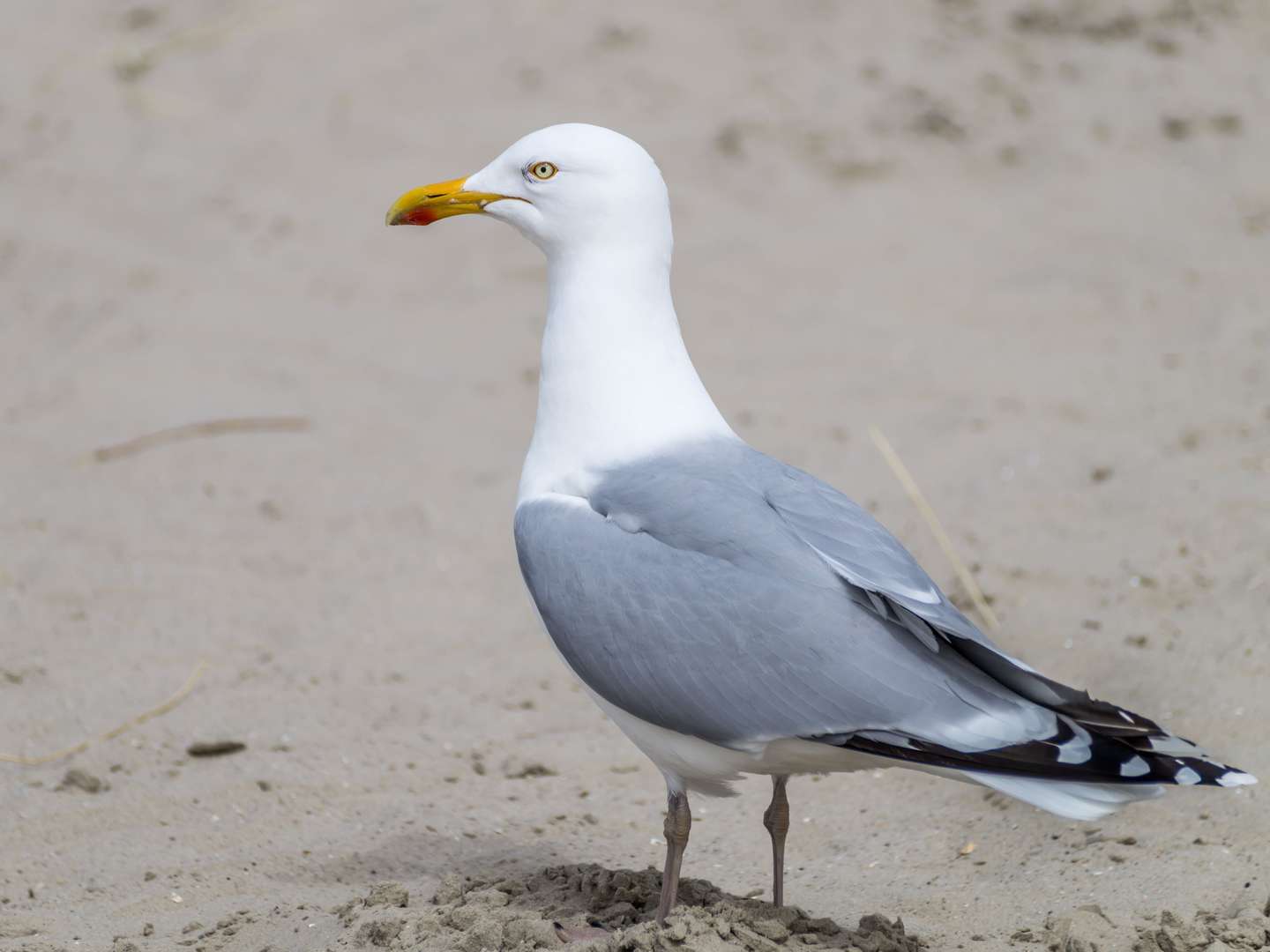 Kurztrip nach Husum