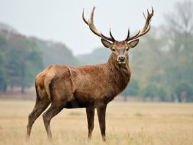 5 Tage Silvester in der Pfalz