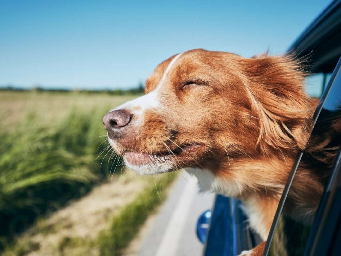 Kurzurlaub mit Hund im Schwarzwald- Natur & Erholung 
