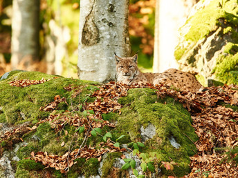 Baumwipfelpfad im Bayerischen Wald erklimmen inkl. Halbpension | 3 Tage