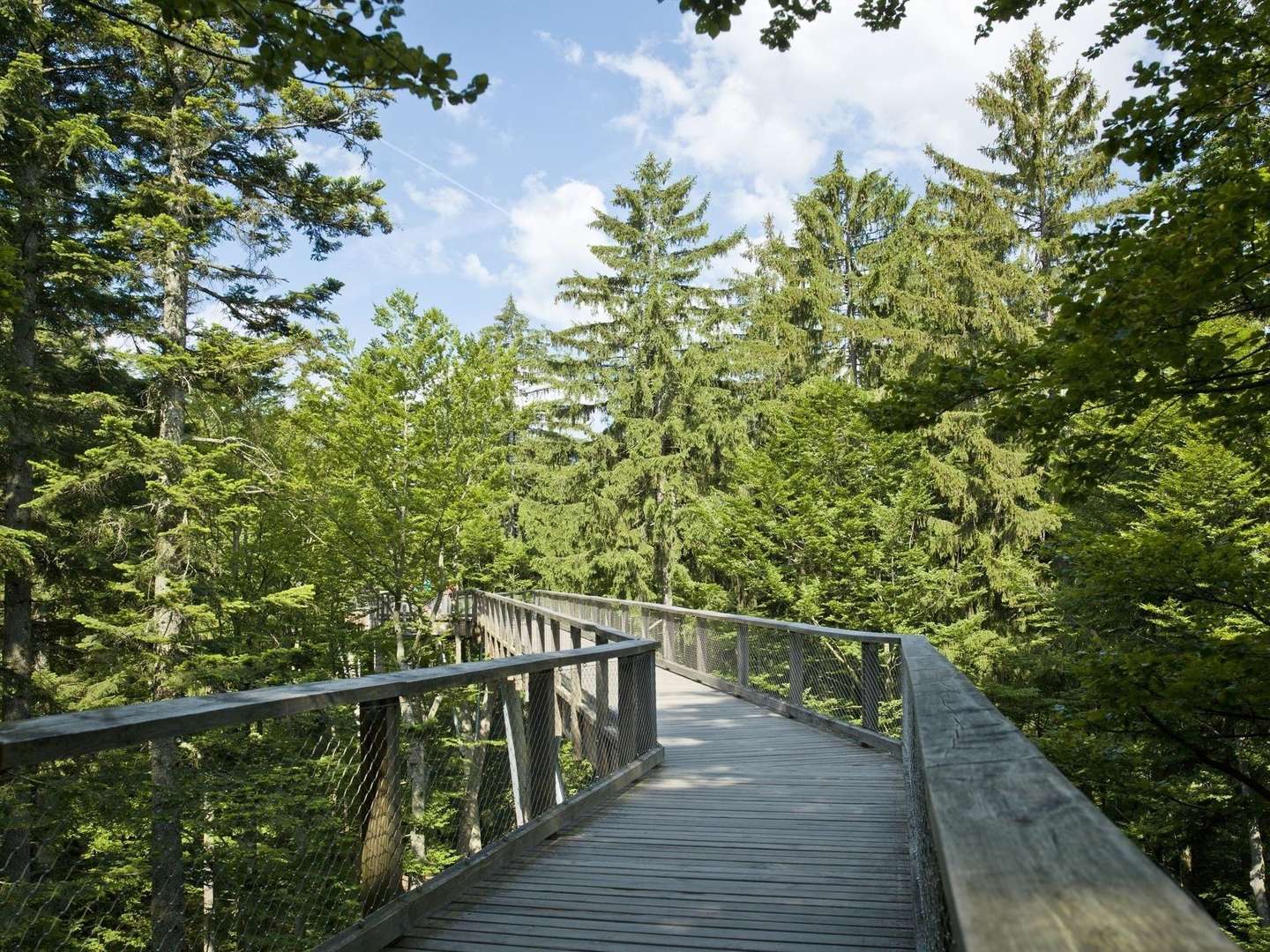 Baumwipfelpfad im Bayerischen Wald erklimmen inkl. Halbpension | 3 Tage