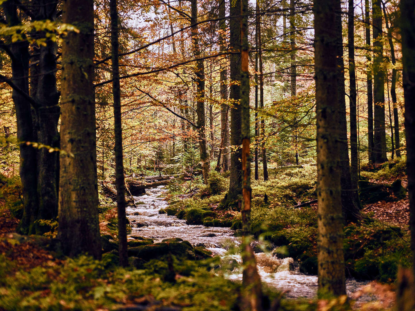 Baumwipfelpfad im Bayerischen Wald erklimmen inkl. Halbpension | 3 Tage