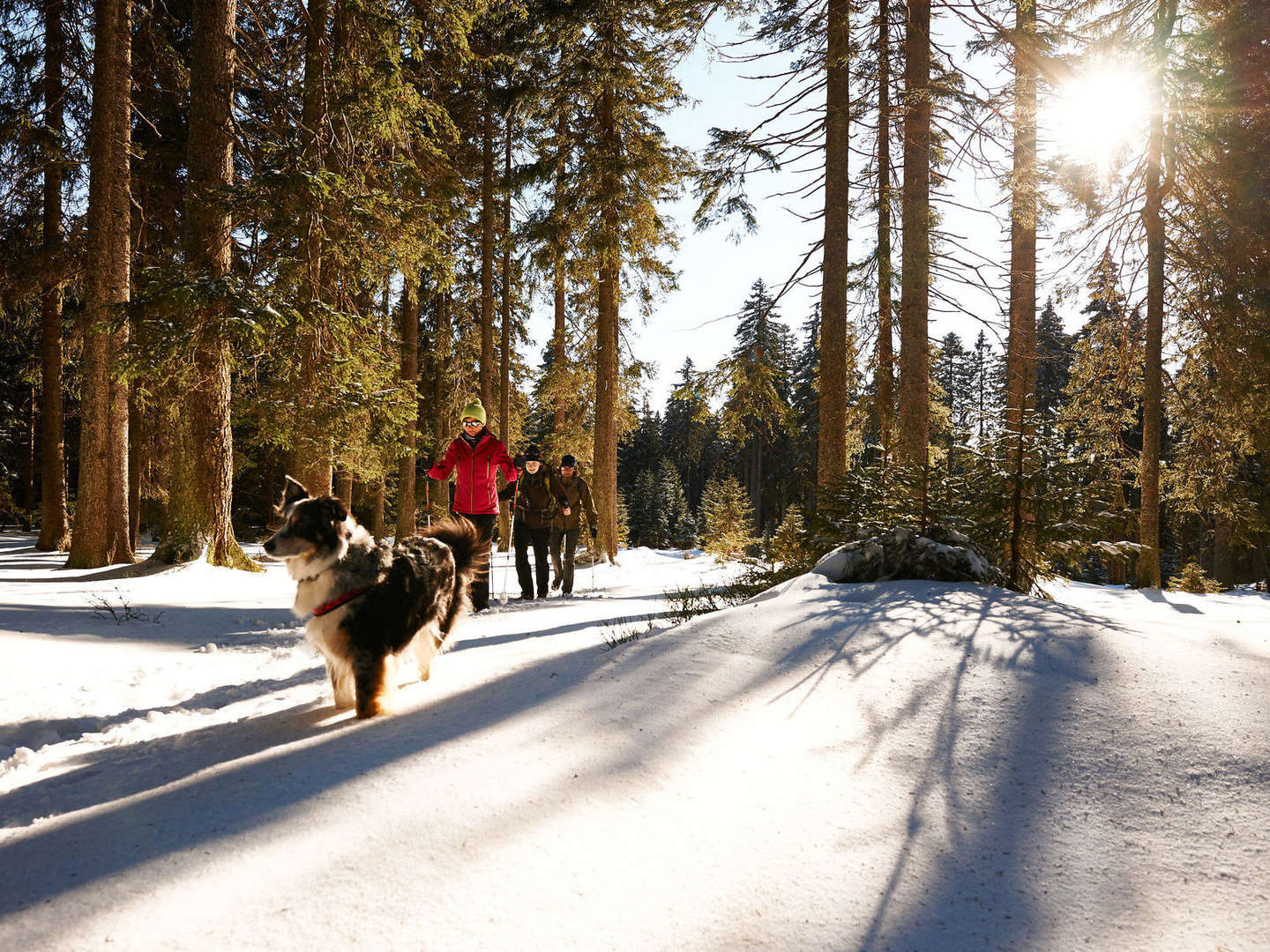 Baumwipfelpfad im Bayerischen Wald erklimmen inkl. Halbpension | 3 Tage