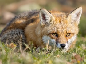 Sparfuchs Angebot 4 zu 3