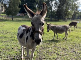 Familien-Silvester im Schlossresort