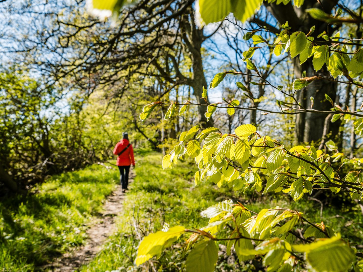 Wandern im Nationalpark Jasmund - Natur, Entspannung und Genuss