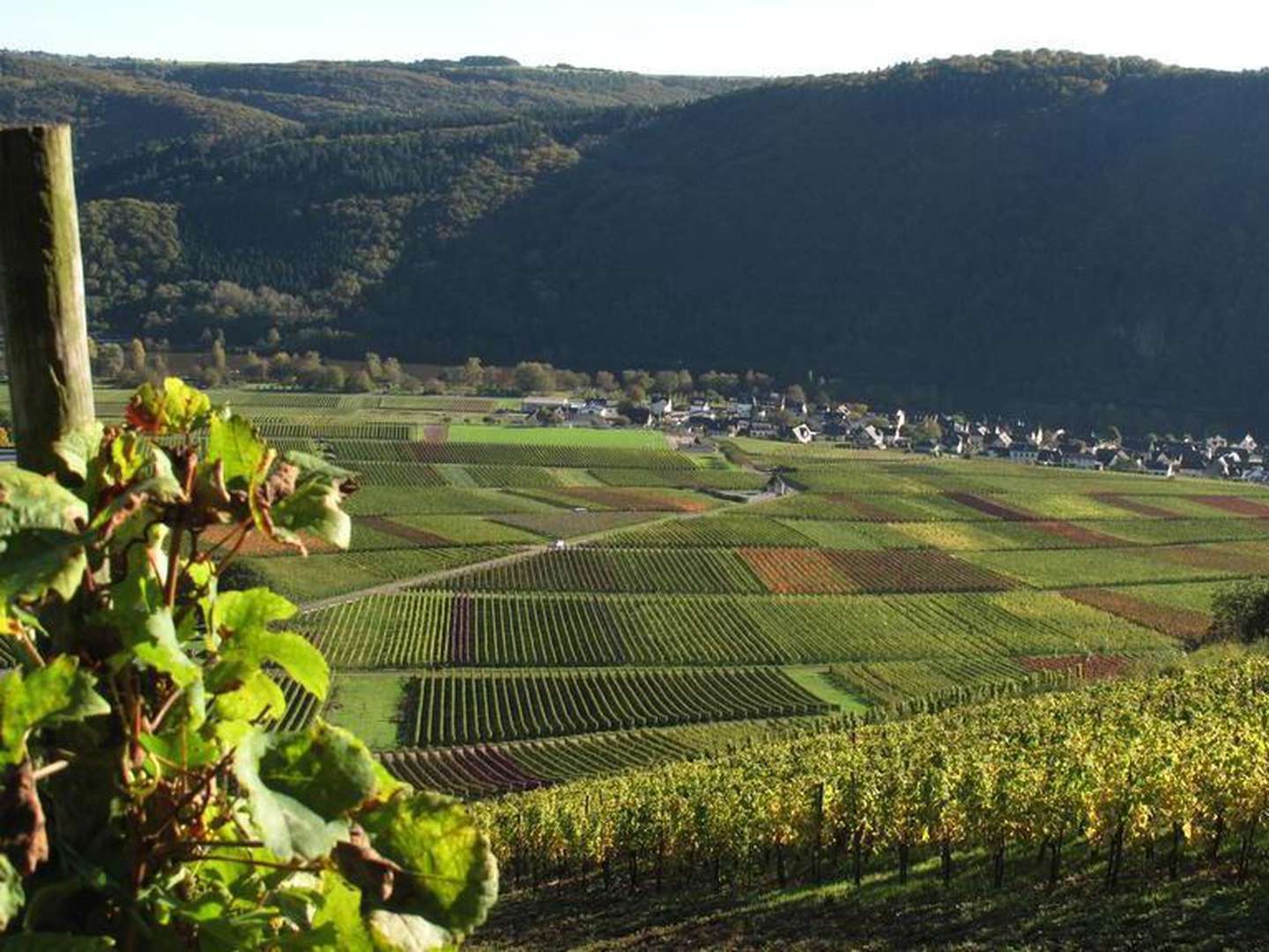 Wander-Erlebnistage an der Mosel  inkl. Schifffahrt