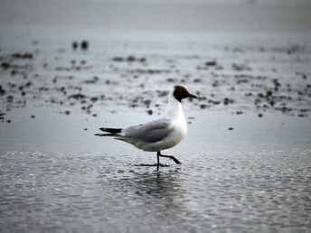 Friesendeal an der Nordsee