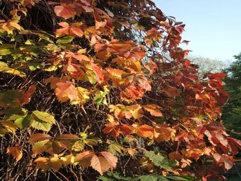 Indian Summer, traumhaft auf der Sonneninsel Usedom  