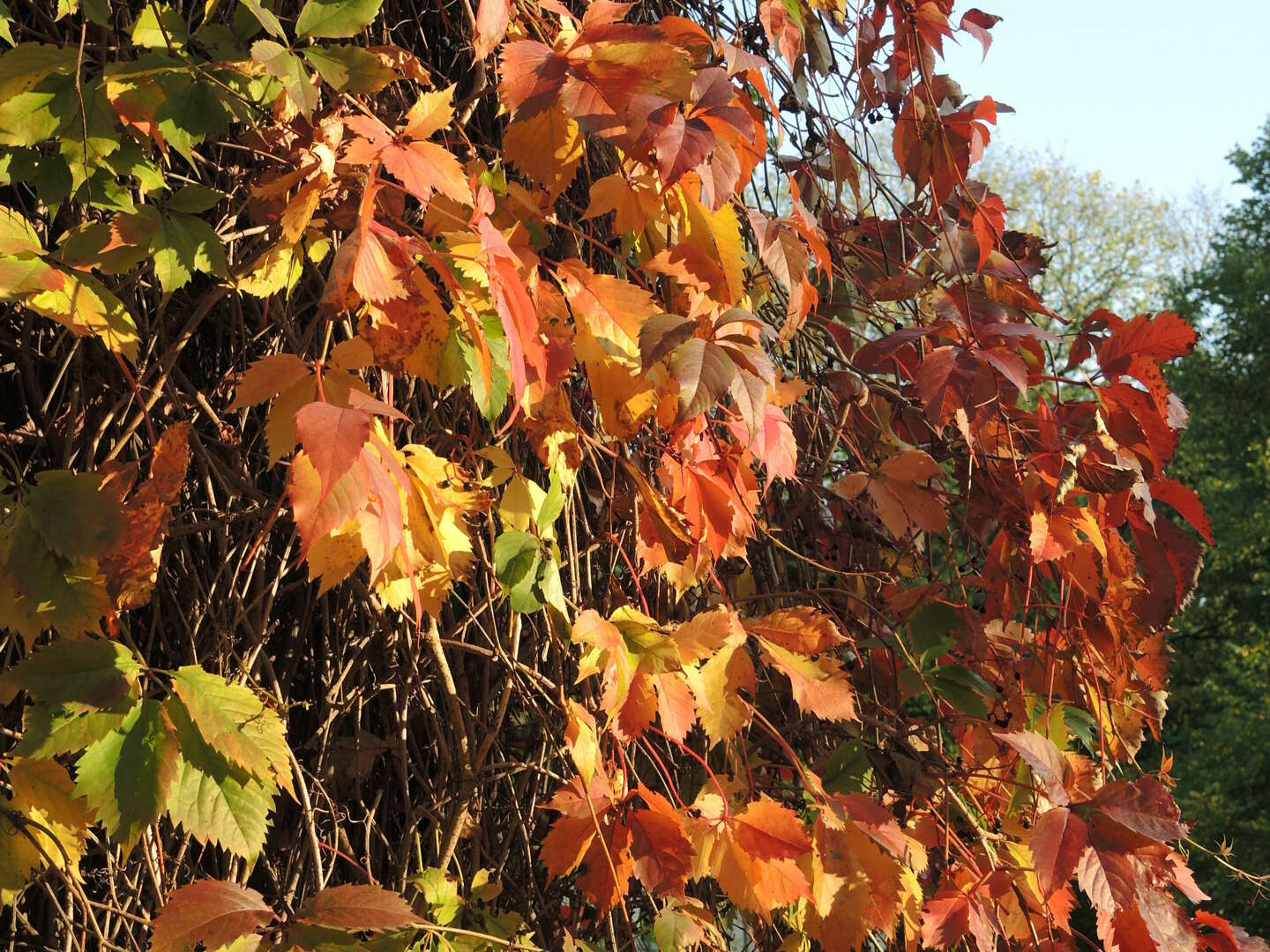 Indian Summer, traumhaft auf der Sonneninsel Usedom  