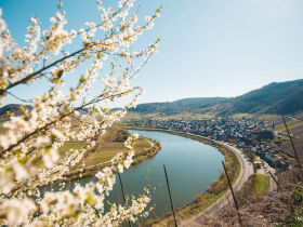 Frühlingserwachen an der Mittelmosel 16.02.-02.04.2026