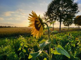 Rügens Strände mit dem Fahrrad erkunden - Kurzurlaub inkl. 1 x Abendessen