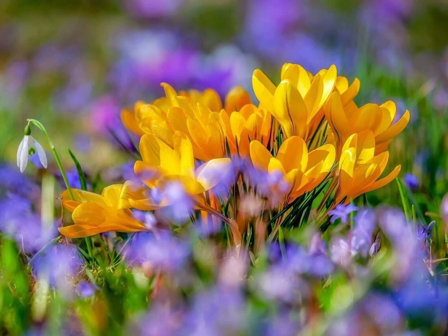 Frühling auf Rügen - 3 Tage inkl. 2x Abendessen