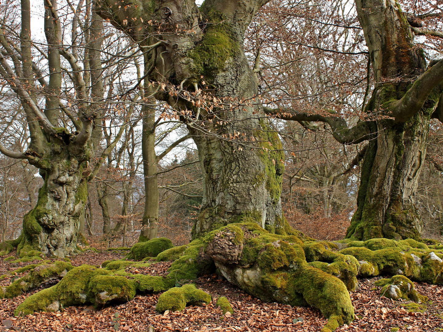 Silvesterurlaub in Wolfhagen im Naturpark Habichtswald inkl. meineCard+ Freizeitkarte