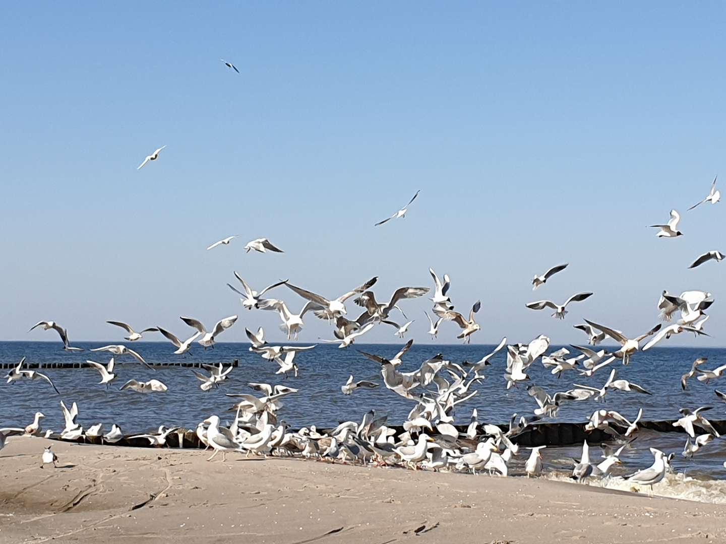 Ostseebrise auf Usedom / 5 Nächte