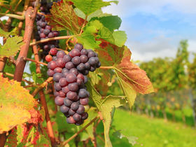 Genussvoll Rheinhessen entdecken - 3 Tage Alzey