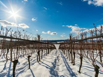 7 Tage Kurzurlaub - den gönn ich mir am Bodensee