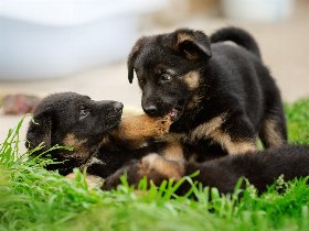 3 Schnuppertage für 4 Pfoten 2