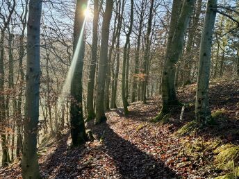 Wanderpauschale im Sauerland inkl. HP | 3 Nächte