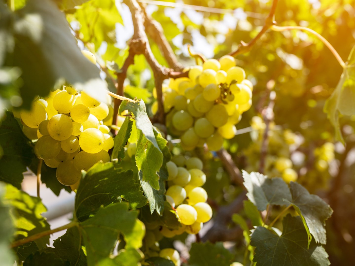 Schönes Wochenende in der Pfalz inkl. HP