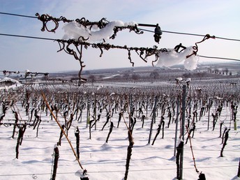 Weihnachten im Herzen der Pfalz